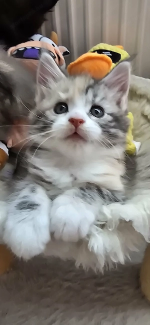 Maine Coon Cicák szerető otthont keresnek! - kép 2