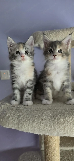 Maine Coon Cicák szerető otthont keresnek! - kép 3