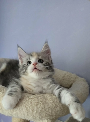 Maine Coon Cicák szerető otthont keresnek! - kép 6