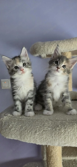 Maine Coon Cicák szerető otthont keresnek! - kép 4