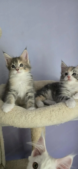 Maine Coon Cicák szerető otthont keresnek! - kép 8