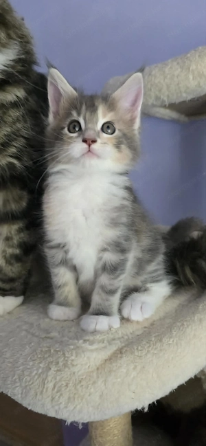Maine Coon Cicák szerető otthont keresnek! - kép 7