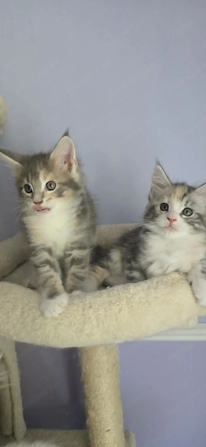 Maine Coon Cicák szerető otthont keresnek! - kép 10