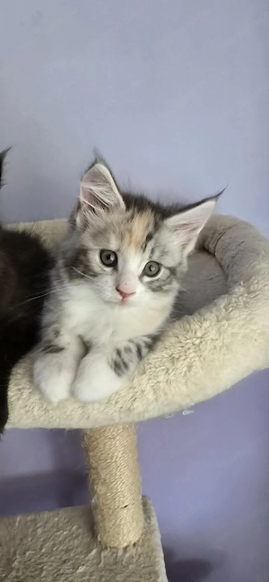 Maine Coon Cicák szerető otthont keresnek! - kép 5