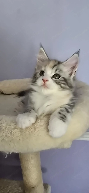 Maine Coon Cicák szerető otthont keresnek! - kép 9