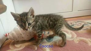 Ingyen örökbe fogadható kiscicák 9 hetesek - kép 5