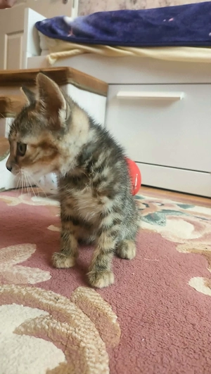 Ingyen örökbe fogadható kiscicák 9 hetesek - kép 6