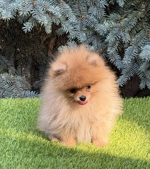 Mini pomerániai szuka kiskutya - kép 3
