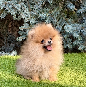 Mini pomerániai szuka kiskutya - kép 2