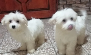 Fehér mini Bichon Havanese  - kép 4