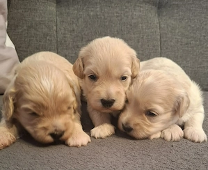 Maltipoo fajtatiszta jellegű kiskutyák foglalhatóak 