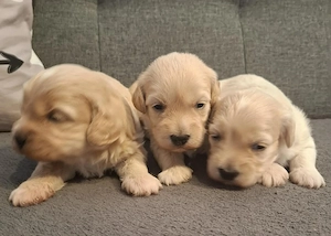 Maltipoo fajtatiszta jellegű kiskutyák foglalhatóak  - kép 4