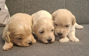 Maltipoo fajtatiszta jellegű kiskutyák foglalhatóak  - kép 2