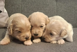 Maltipoo fajtatiszta jellegű kiskutyák foglalhatóak  - kép 3