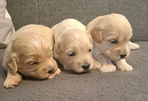 Maltipoo fajtatiszta jellegű kiskutyák foglalhatóak  - kép 5