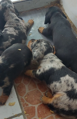 Kis tacskok eladok... - kép 3