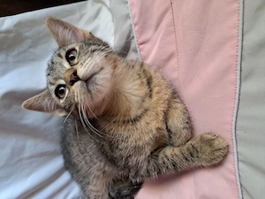 Maine coon keverék - kép 2