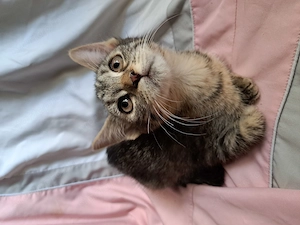 Maine coon keverék - kép 4