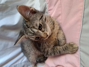 Maine coon keverék - kép 3