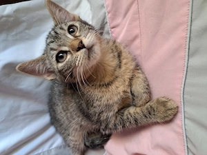 Maine coon keverék