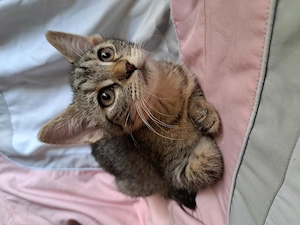 Maine coon keverék - kép 5