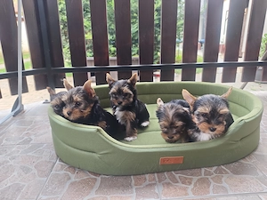 Yorki kiskutya 