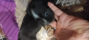 Fekete ördögök csivava babák  - kép 5
