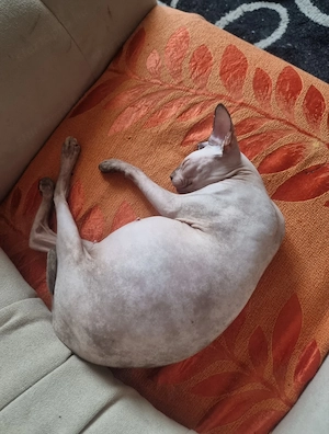 Maine Coon Szfinx macskák.  - kép 4