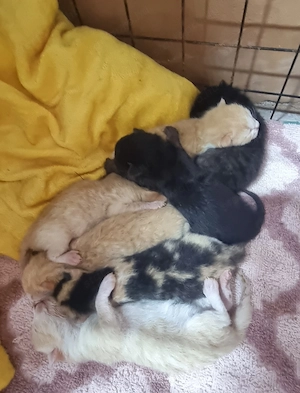 Maine Coon Szfinx macskák.  - kép 5