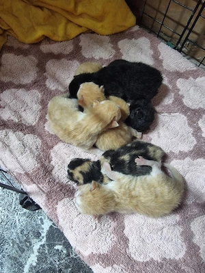 Maine Coon Szfinx macskák.  - kép 3