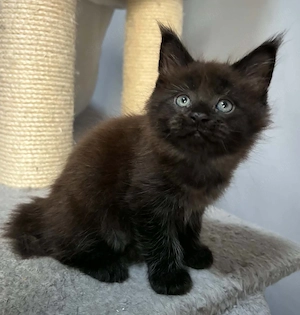 Maine coon  - kép 4