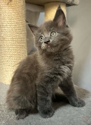 Maine coon  - kép 3