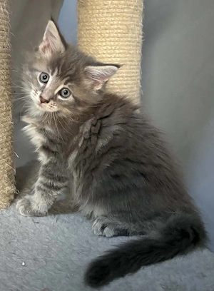 Maine coon  - kép 2