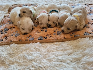 Sissi Bichon Havanase babái - kép 3