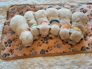 Sissi Bichon Havanase babái - kép 2