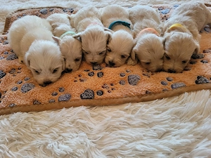 Sissi Bichon Havanase babái - kép 4