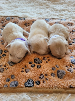 Panka Bichon Havanase babái - kép 4