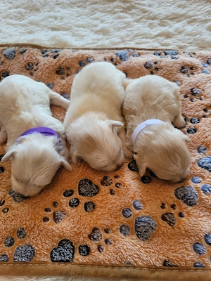 Panka Bichon Havanase babái - kép 2