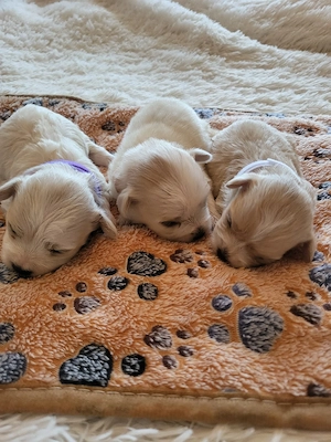 Panka Bichon Havanase babái - kép 3