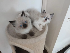 Ragdoll kisfiúk gazdit keresnek.  - kép 4