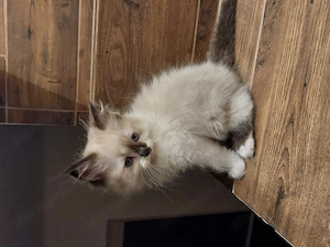 Ragdoll kisfiúk gazdit keresnek.  - kép 2