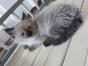 Ragdoll kisfiúk gazdit keresnek.  - kép 3