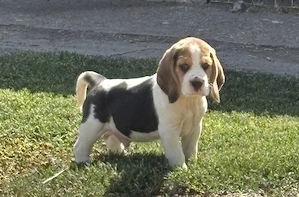 Beagle kis kutyak