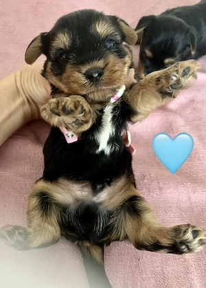Yorkie kisfiú foglalható ,eladó !