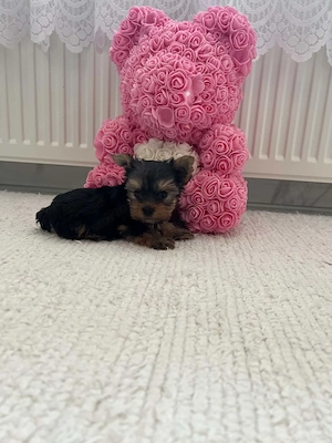 yorkshire terrier kutyusok - kép 4