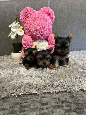 yorkshire terrier kutyusok - kép 2