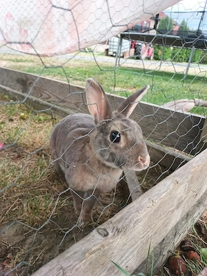 Törpe rex nyúl eladó  - kép 3