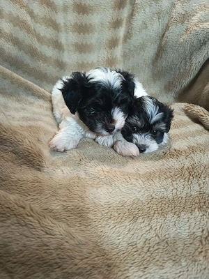 Bischon Havanese kisfiúk Gazdit keresnek - kép 4