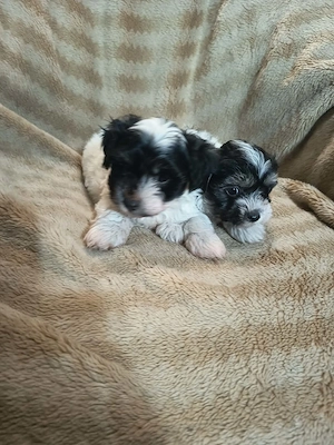 Bischon Havanese kisfiúk Gazdit keresnek - kép 2