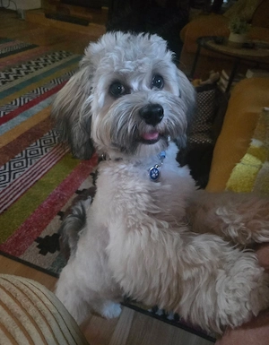 Bischon Havanese kisfiúk Gazdit keresnek - kép 5